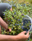 Northern Blueberry Bundle