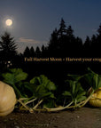 Harvest Moon Soap ***Limited Edition***