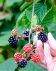 Wild Berries Soap